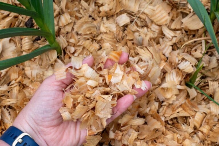 Waarom ik alleen pijnbomen-mulch gebruik in mijn tuin: de voordelen!