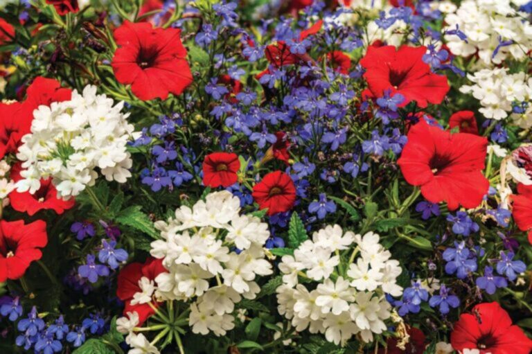 Creëer een 250 jaar Onafhankelijkheid met deze Patriotische Bloemen