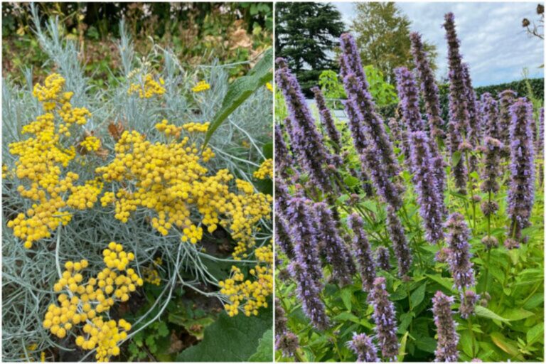 7 Planten die je kunt kweken als je lavendel het niet doet