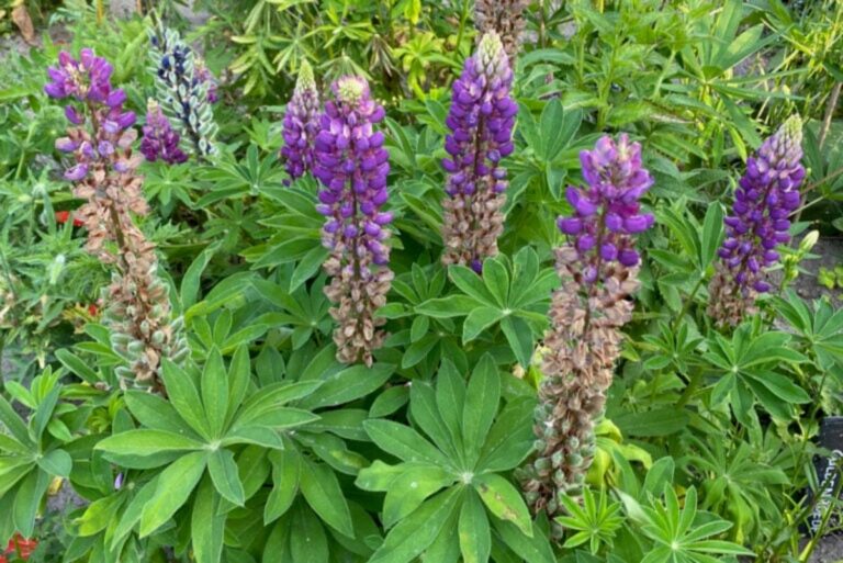 Lupines Uitgebloeid? Dit Doe Je Voor Volgend Jaar!