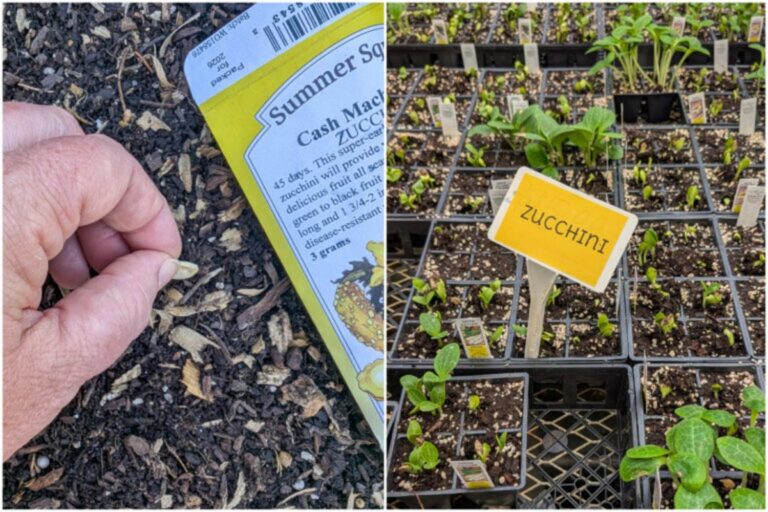Zucchini en zomerpompoen: zelf zaaien of verspenen?