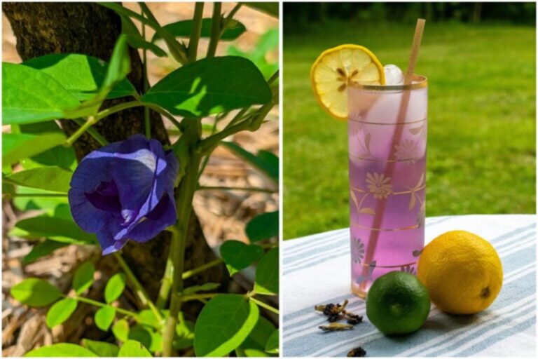 Voeg een vleugje fantasie toe aan je tuin met vlindererwten!