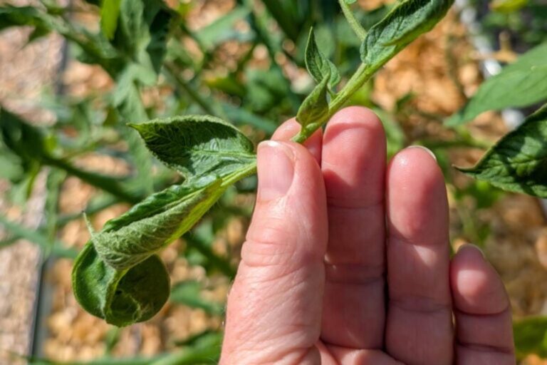 Hittegolf op komst? Dit heeft jouw tomatenplanten nodig!