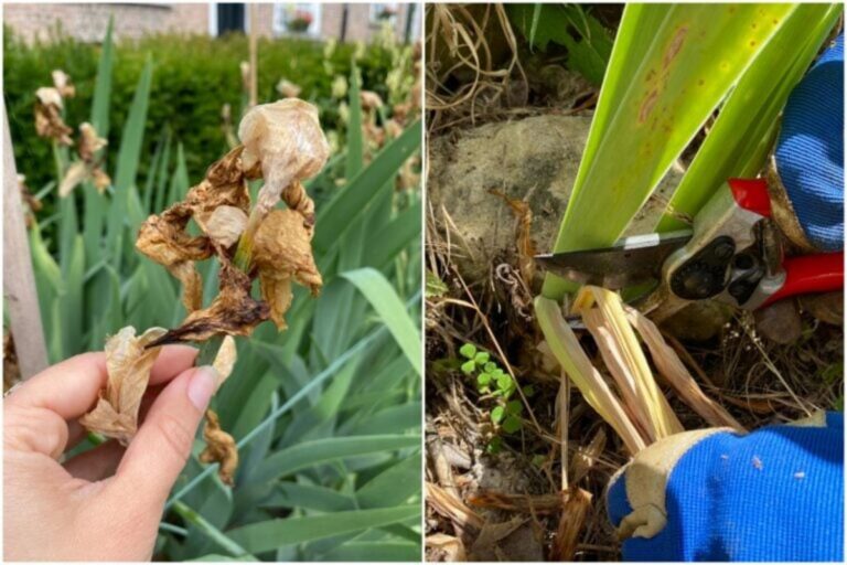 De Zorg voor Iris Na de Bloei: Zo Bepaal je Volgend Jaar Bloemen