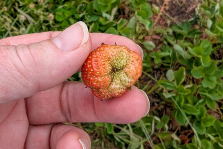 Kleine aardbeien? Ontdek de sleutel voor grote, sappige bessen!